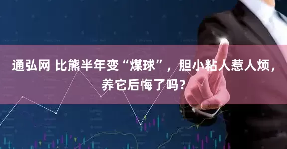 通弘网 比熊半年变“煤球”，胆小粘人惹人烦，养它后悔了吗？